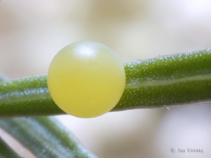 Butterfly Eggs • Insteading